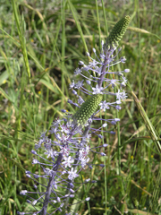 Scilla hyacinthoides