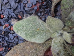 Verbascum