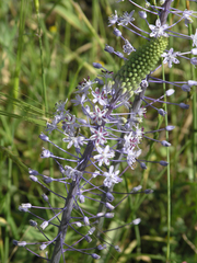 Scilla hyacinthoides