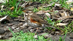 Turdus iliacus