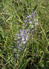 Scilla hyacinthoides