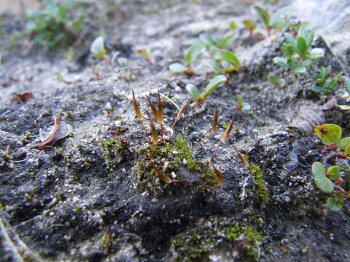 Encalypta longicolla observed 2006-08-22