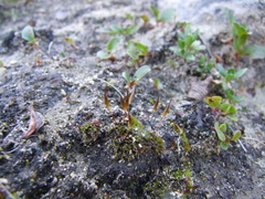 Encalypta longicolla