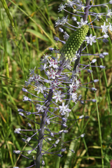 Scilla hyacinthoides