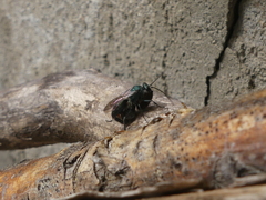 Auplopus architectus