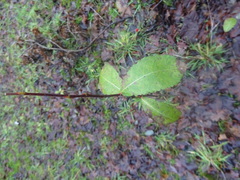 Salix caprea