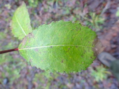 Salix caprea