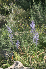 Scilla hyacinthoides