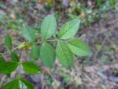 Rosa