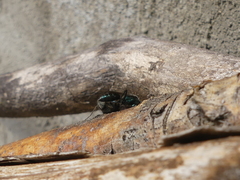 Auplopus architectus