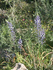 Scilla hyacinthoides