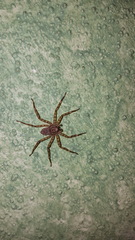 Selenops nigromaculatus