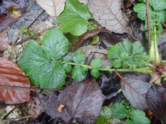Geum
