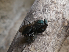 Auplopus architectus