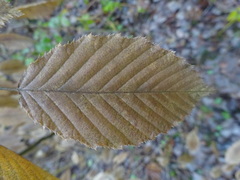 Carpinus betulus