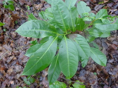 Prunus laurocerasus