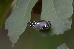 Dynamine tithia