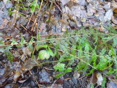 Dryopteris filix-mas
