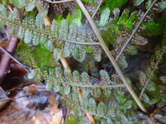 Dryopteris filix-mas