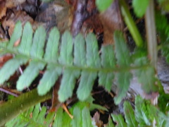 Dryopteris filix-mas