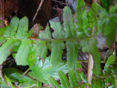 Dryopteris filix-mas