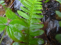 Dryopteris filix-mas