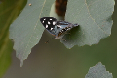 Dynamine tithia