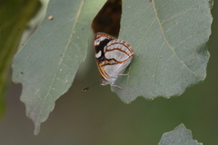 Dynamine tithia
