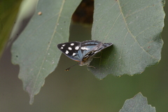 Dynamine tithia