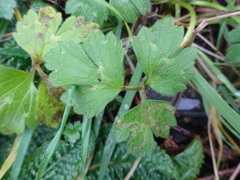 Ranunculus