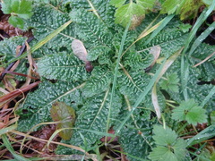 Dipsacus fullonum