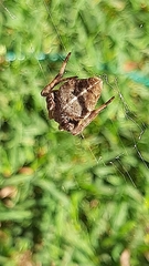 Eriophora edax