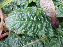 Dipsacus fullonum