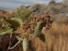 Buddleja cordata