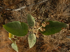 Buddleja cordata