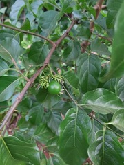 Vangueria