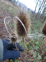 Dipsacus fullonum