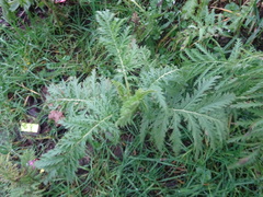 Tanacetum vulgare
