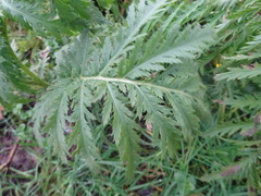 Tanacetum vulgare