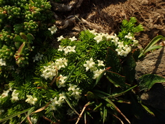 Galium cespitosum