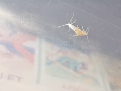 Phyllonorycter harrisella