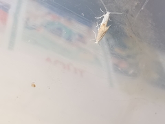 Phyllonorycter harrisella