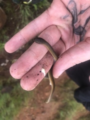 Lamprophis fuscus