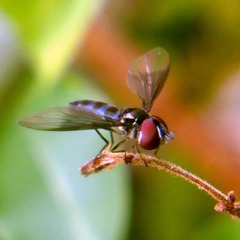 Ocyptamus