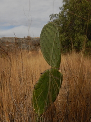 Opuntia ficus-indica