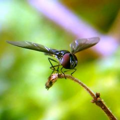 Ocyptamus