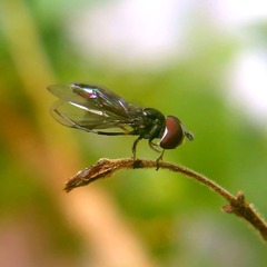 Ocyptamus