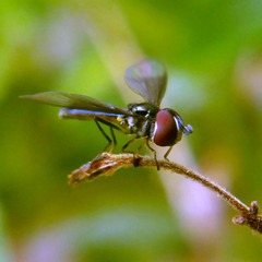 Ocyptamus