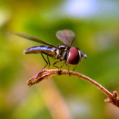 Ocyptamus
