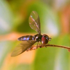 Ocyptamus